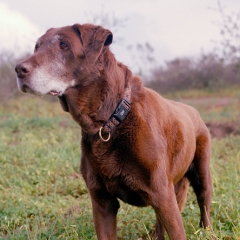 Duke (1997 – 2011)