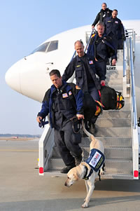 Rescue dogs arrive in Japan