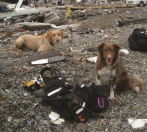 SDF Search Dogs in Japan