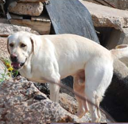 Search Dog Jagger