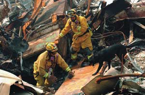 Search in the WTC debris