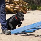 Rescued dogs become rescuers: The Search Dog Foundation honors its Canine-Firefighter Search Teams