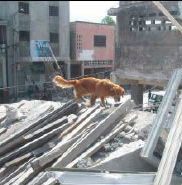 Search Dog Team sniffs out hope in Haiti
