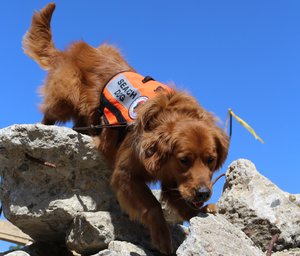 Search Dog Charlie