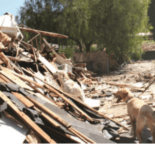 NTC lumber pile