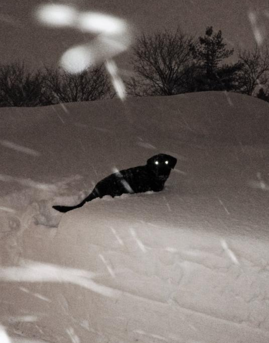 Severe snowstorms in Buffalo, New York