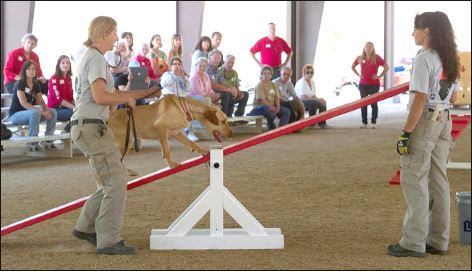 Search Dog training at the NTC