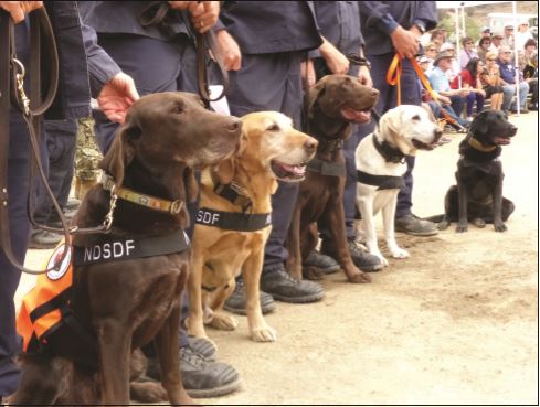 SDF Search Dogs lineup