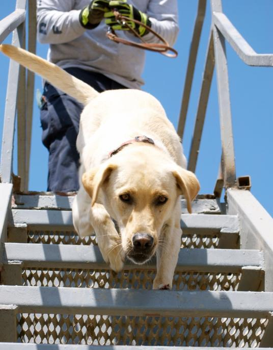 Search Dog Gunner