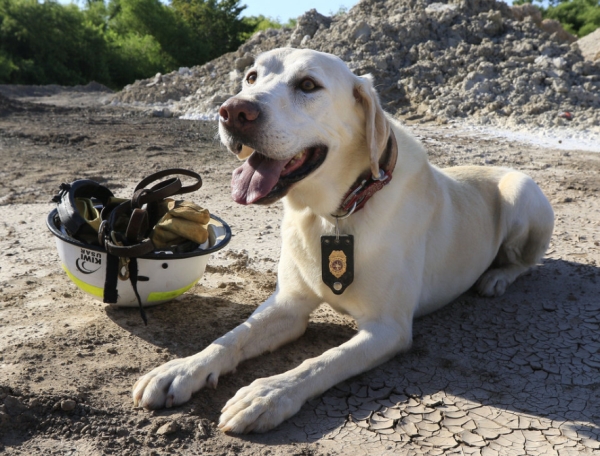 Search Dog Jagger