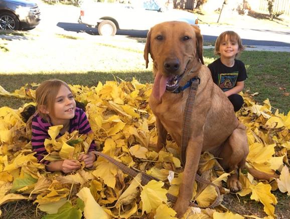 Two SDF Lifetime Care dogs find new homes, just in time for the holidays!