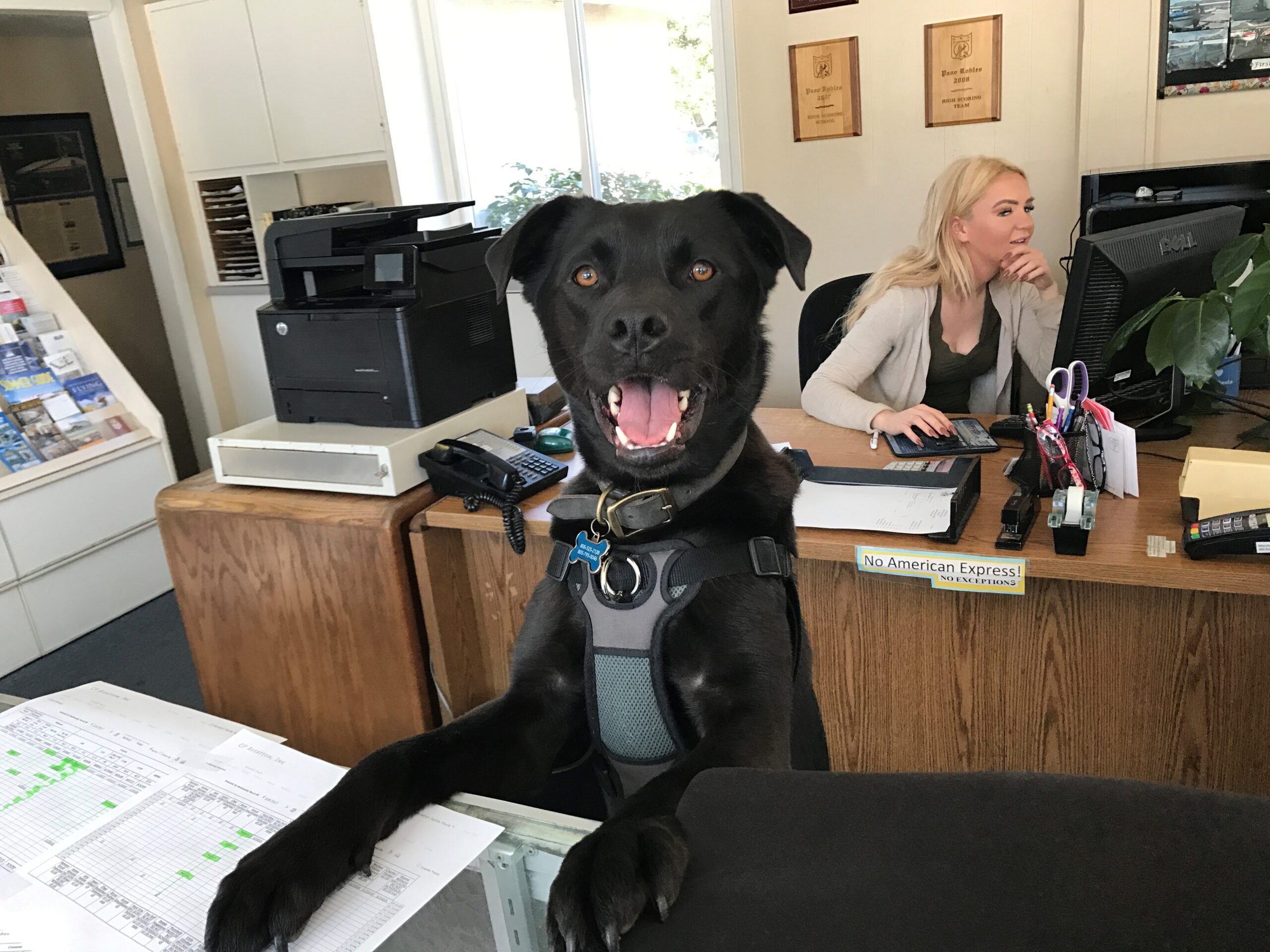 Lifetime Care dog Bart finds a new home and job!