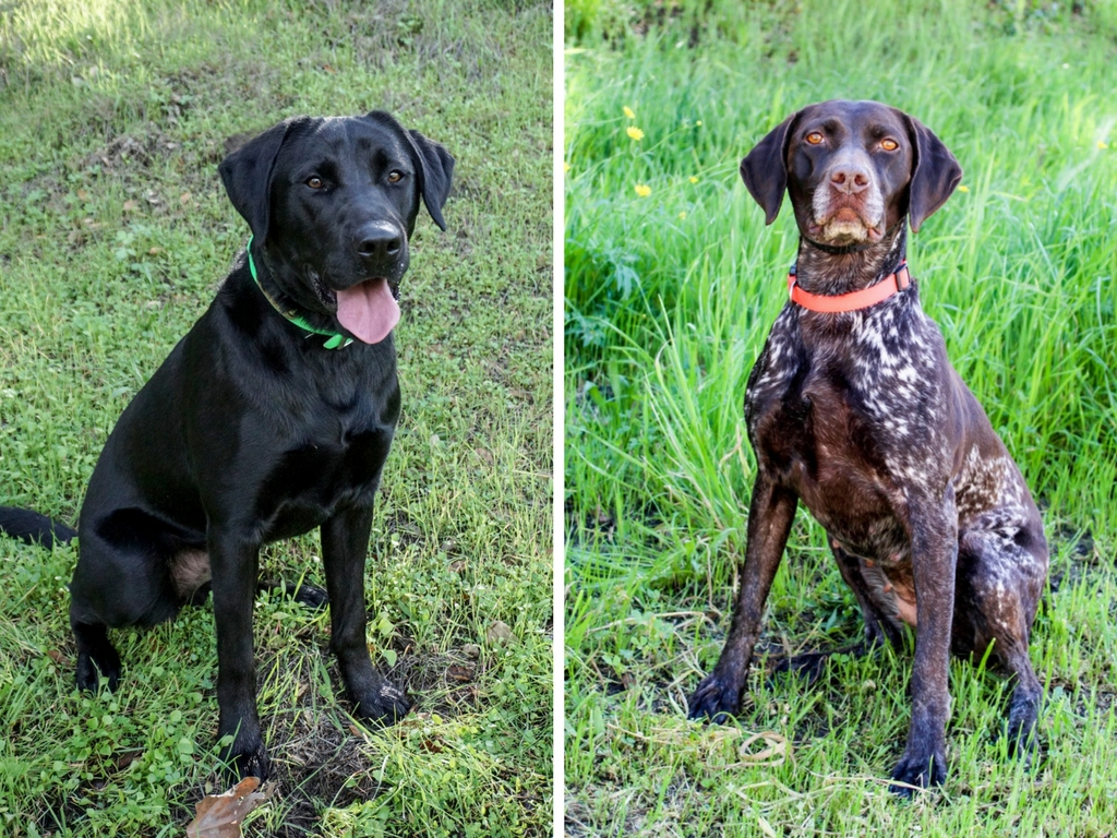 From Rescued to Rescuer: Meet Georgia and Willy!