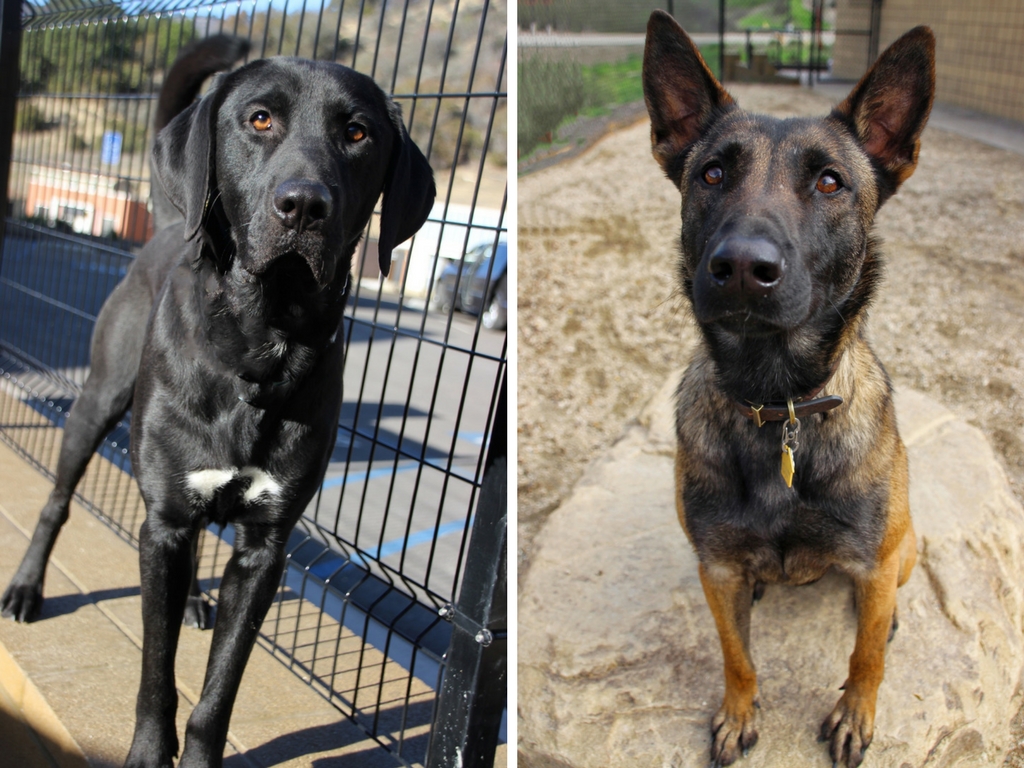 Meet Our Newest Search Dog Recruits: Fender and Delta!