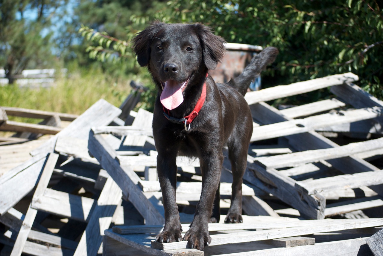 Happy Tails: Lifetime Care Dog Betsy’s Busy Nose Sniffs Out Top Prizes