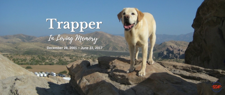 In Loving Memory of Trapper, 2001 – 2017