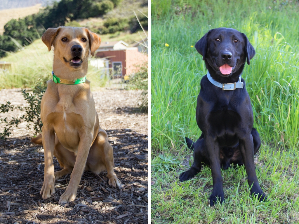 Meet Our Newest Search Dog Recruits: Deacon and Frisco!