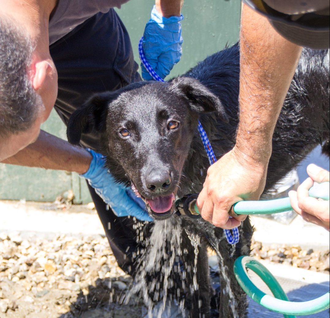 Cleanliness is Next to “Dogliness” When It Comes to Ensuring Proper Canine Decontamination During a Deployment