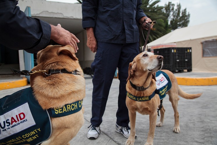 Meet the L.A. Firefighters and Rescue Dogs Helping Mexico City Recover From the Quake