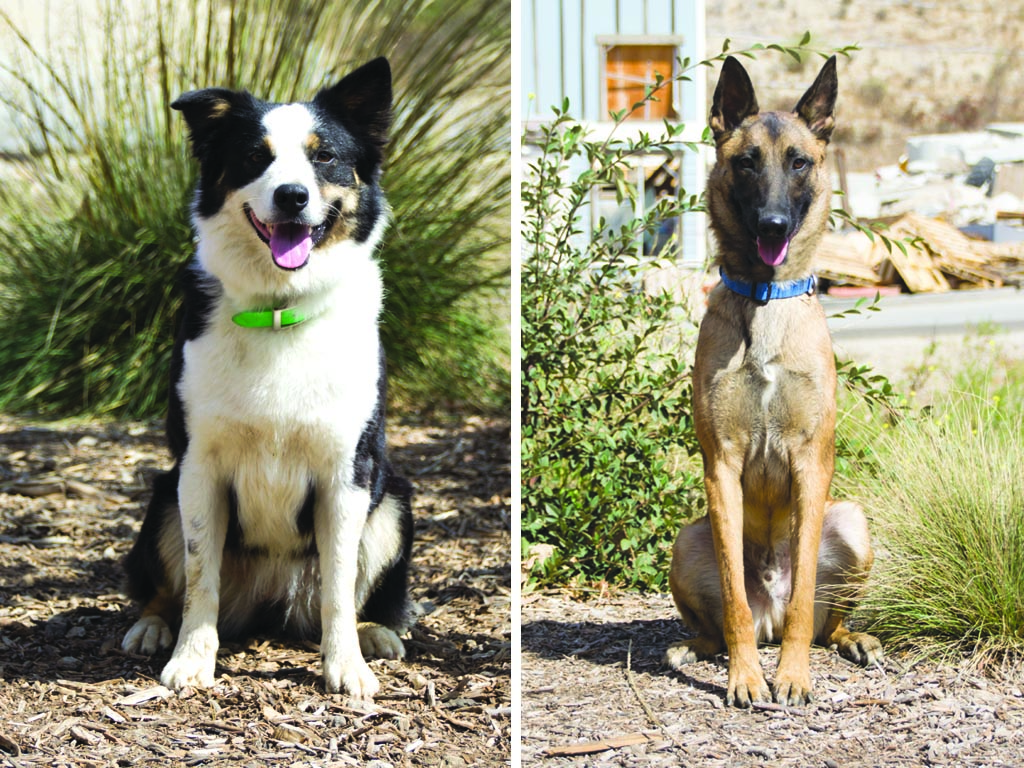 Meet Our Newest Search Dog Recruits: Flyer and Luka!