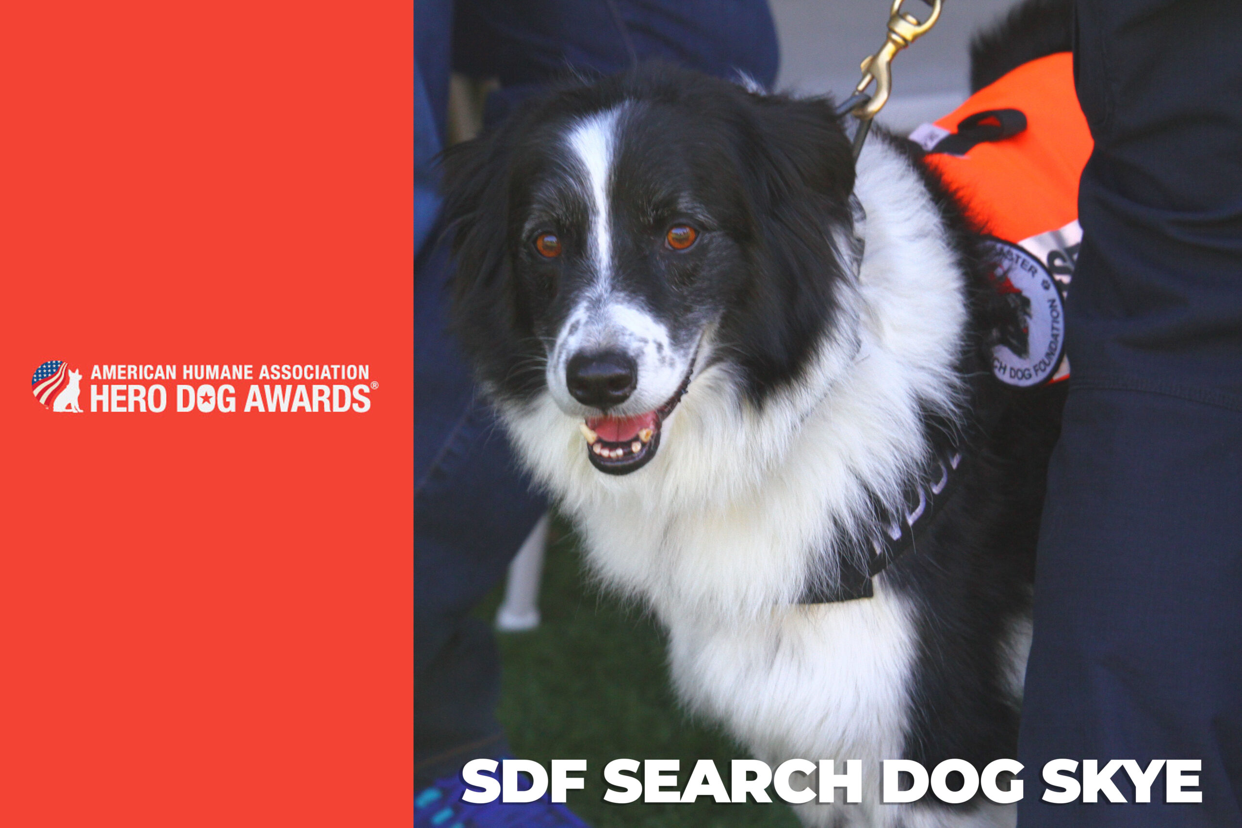 Search Dog Skye is a finalist in American Humane Hero Dog Awards in the Search and Rescue category
