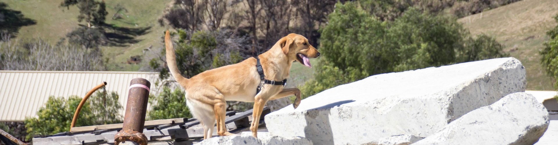 Meet Our Newest Search Dog Recruit: Koda!