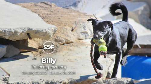 Billy (2012 – 2024)