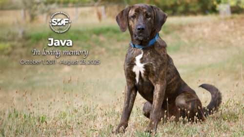 Java (2011 – 2025)