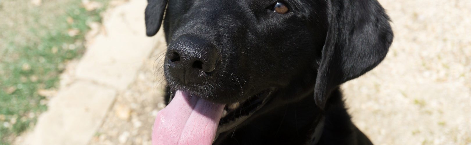 Meet Our Newest Search Dog Recruit: Ruffy!