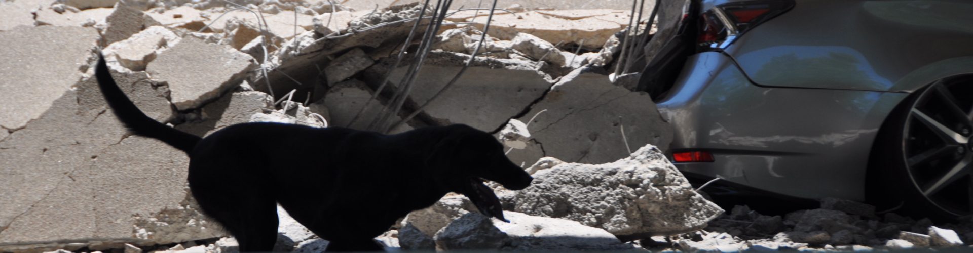 Texas Canine Disaster Search Teams respond to parking garage collapse