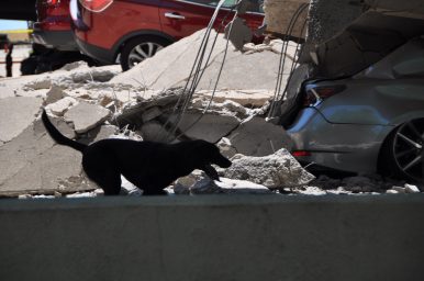 Texas Canine Disaster Search Teams respond to parking garage collapse