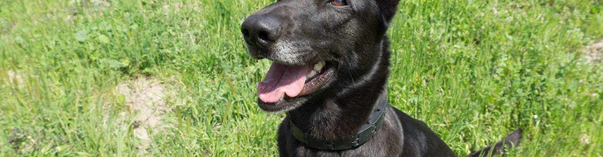 Meet Our Newest Search Dog Recruit: Skylar!