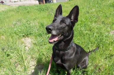 Meet Our Newest Search Dog Recruit: Skylar!