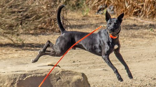 Meet Our Newest Search Dog Recruit: Paul!