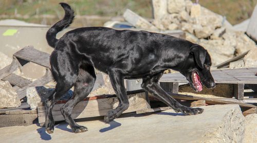 Meet Our Newest Search Dog Recruit: Kendri!