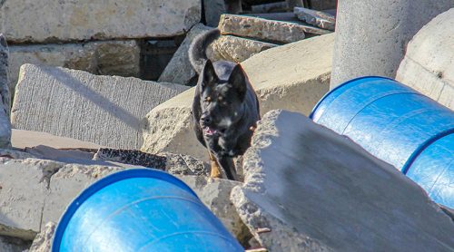 Meet Our Newest Search Dog Recruit: Montecito!