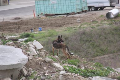 SDF hosts Human Remains Detection Workshop at NTC