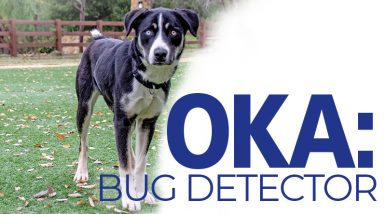 Oka: Bug Detector