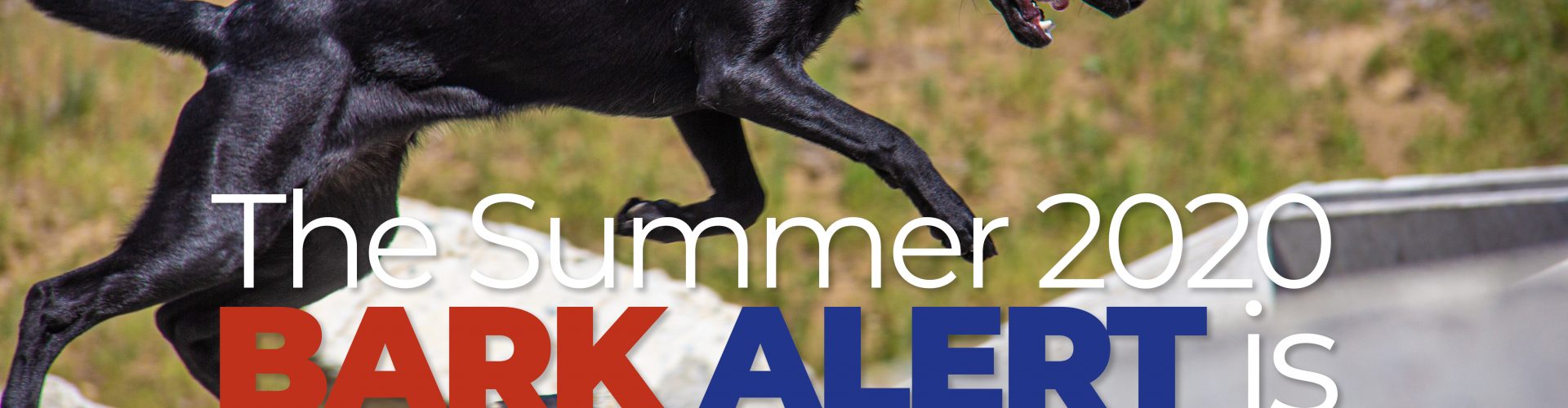 Bark Alert magazine – Summer 2020