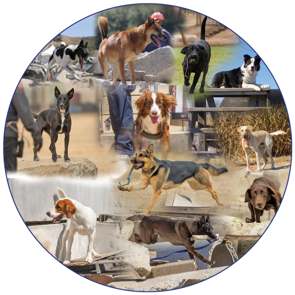 2020 Appeal Dog Collage for web