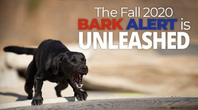 The Fall 2020 Bark Alert magazine is unleashed!