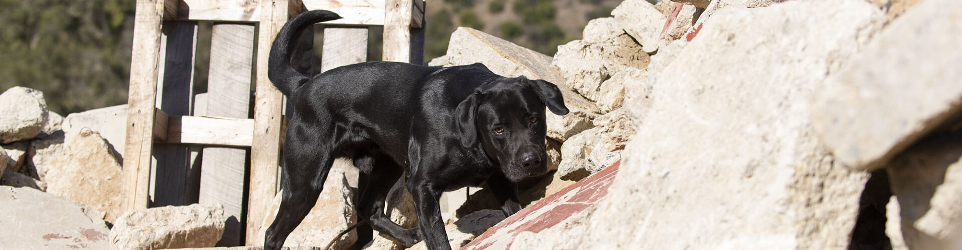 Forrest’s journey from rescued to rescuer alongside Handler Tom Simons featured in People Magazine!