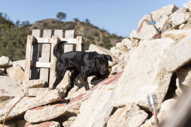 Forrest’s journey from rescued to rescuer alongside Handler Tom Simons featured in People Magazine!