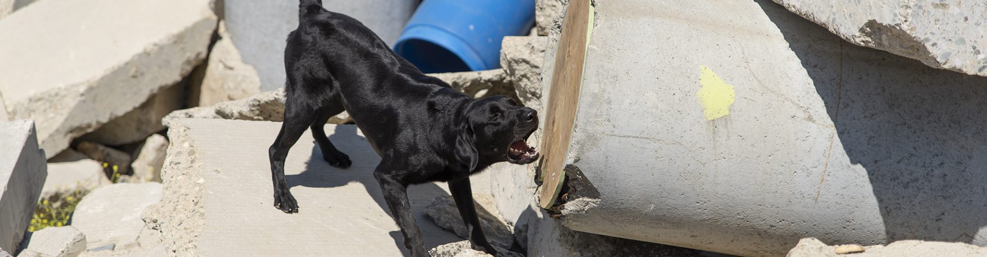 Six Canine Disaster Search Teams Achieve Certification in the Month of April!