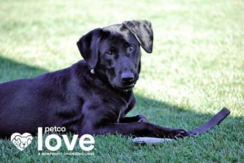 Pet Cancer Awareness Month: Celebrating Our Petco Love Canine Cancer Fund