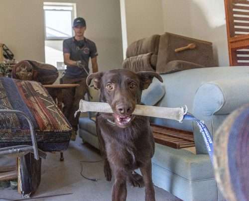 Once Abandoned Himself, Search Dog Gordon Ensures No One Will Be Left Behind 