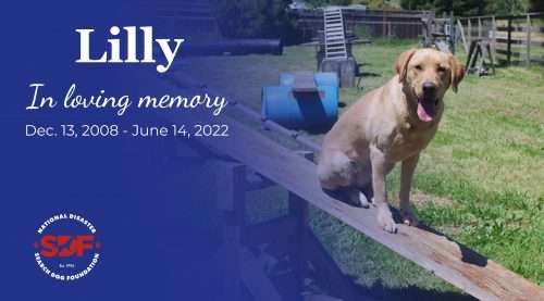 Lilly (2008-2022)