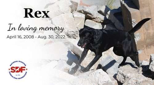 Rex (2008-2022)