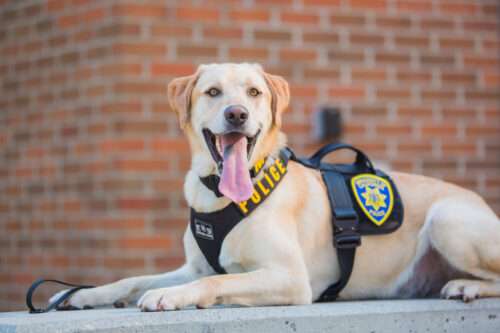 Sniffing Out Disasters Before They Happen: Max Finds His Perfect Career in Explosives Detection 