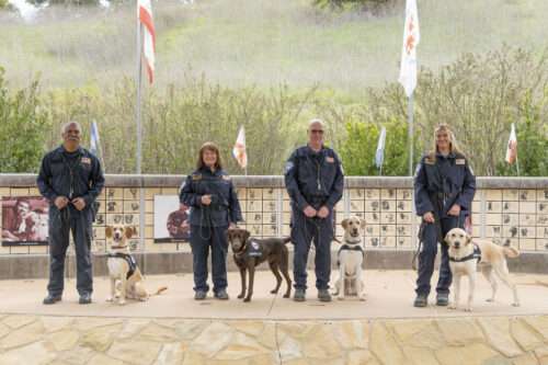Meet the four newest search teams to join the SDF roster!